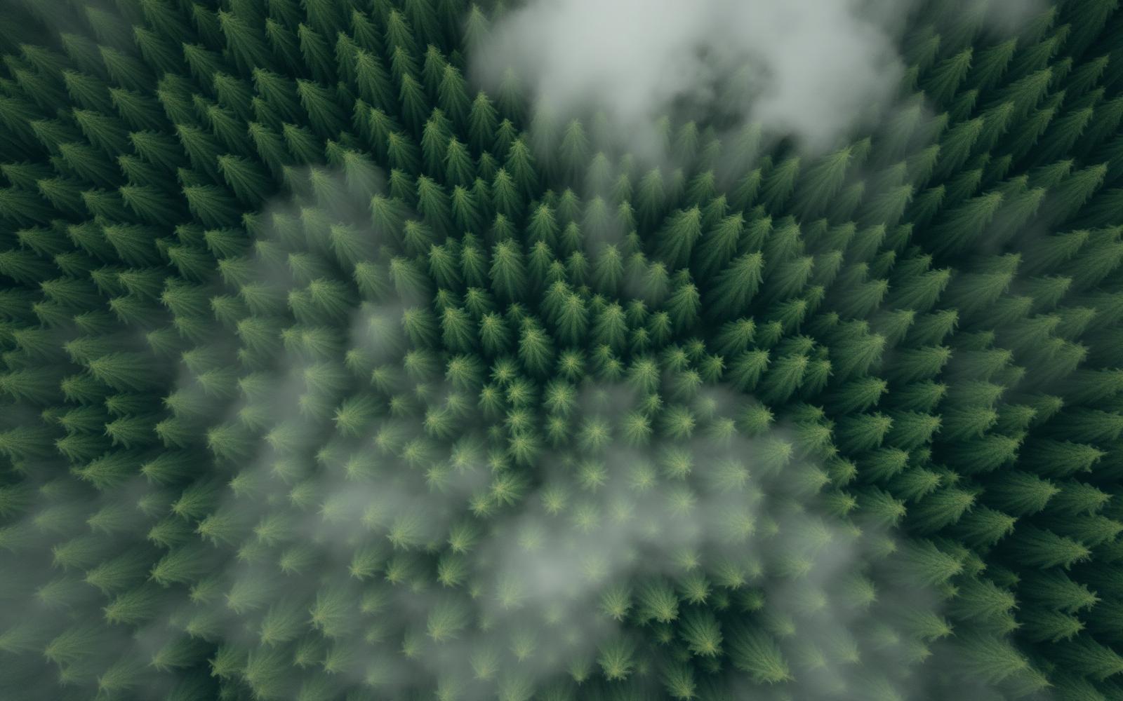 Himalayan forest